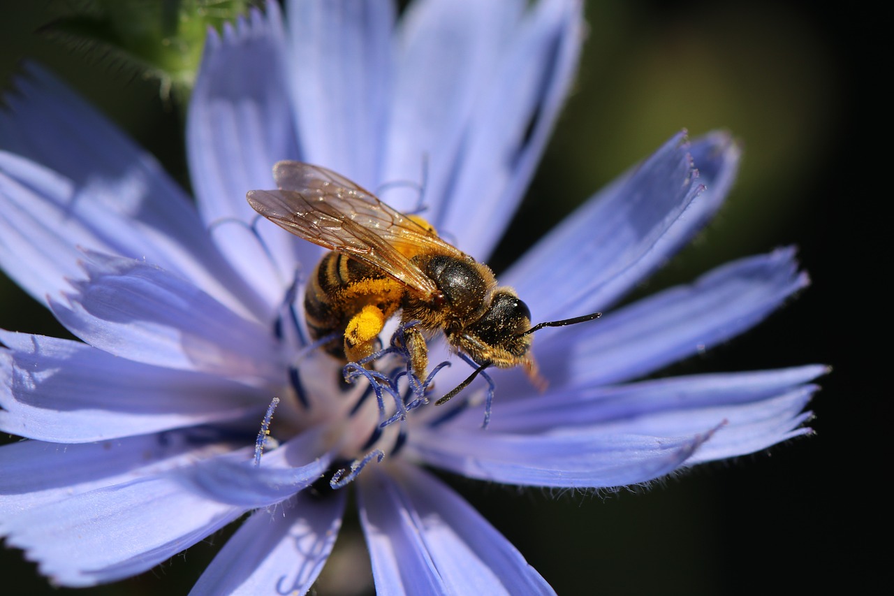Best Tips for Growing Chicory in Containers